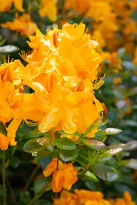 AZALEA KLONDYKE  4.5L - image 2
