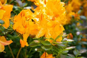 AZALEA KLONDYKE  4.5L - image 3