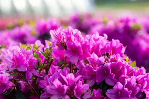AZALEA LADY DARK 10L - image 3