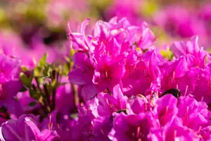 AZALEA LADY DARK 10L - image 4