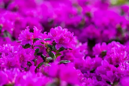 AZALEA LADY DARK 10L - image 5