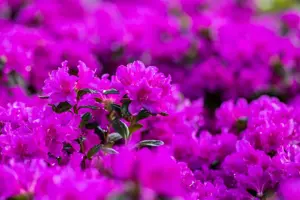 AZALEA LADY DARK 10L - image 5
