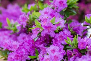 AZALEA LADY DARK