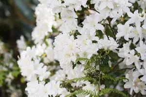 AZALEA PLEASANT WHITE