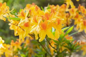 AZALEA SUN STAR