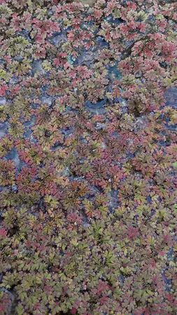 Azolla caroliniana - P9