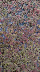 Azolla caroliniana