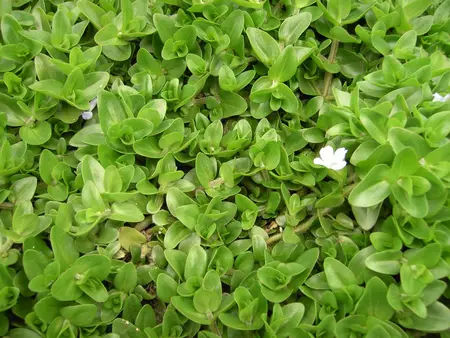 BACOPA WHITE 6*9cm - image 1
