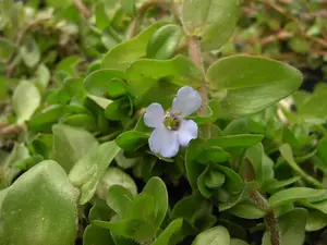 BACOPA WHITE 6*9cm - image 2