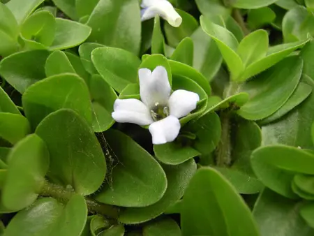 BACOPA WHITE 6*9cm - image 3