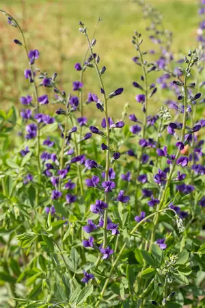 Baptisia australis - 2 Ltr pot - image 2