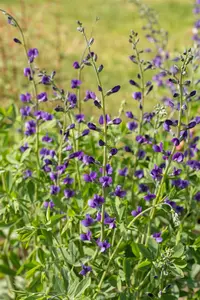 Baptisia australis - 2 Ltr pot - image 2