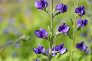 Baptisia australis - 2 Ltr pot - image 1