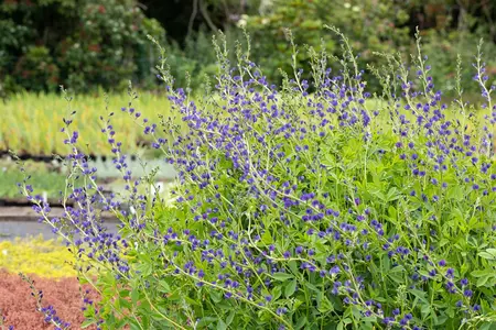 Baptisia australis - 2 Ltr pot - image 3