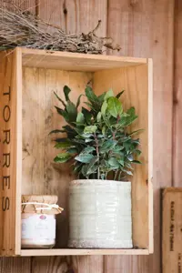 BAY CROWN LAURUS NOBILIS