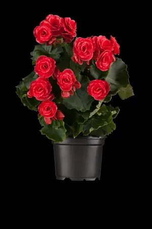 BEGONIA 10.5CM - image 3