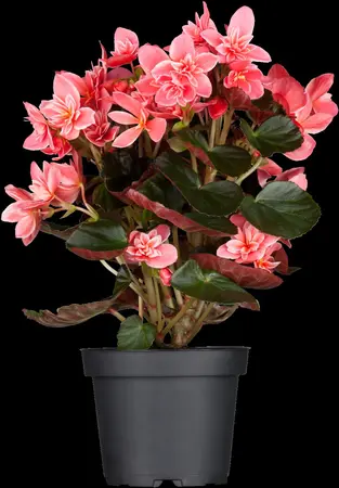 BEGONIA 10.5CM - image 5