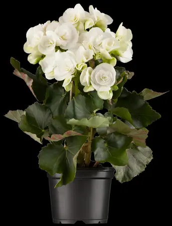 BEGONIA 10.5CM - image 1