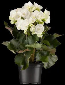 BEGONIA