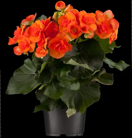 BEGONIA 10.5CM - image 4