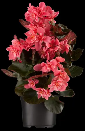 BEGONIA 10.5CM - image 2