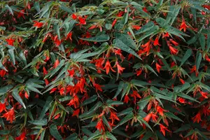 BEGONIA BONFIRE 11CM