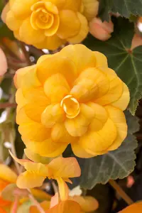 BEGONIA ILLUMINATION 6*9cm - image 2