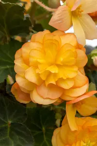 BEGONIA ILLUMINATION 6*9cm - image 3