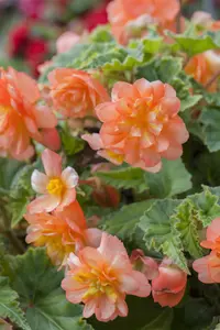BEGONIA ILLUMINATION