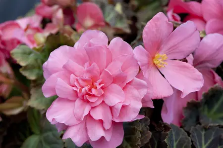 BEGONIA NON STOP 6*9cm - image 1