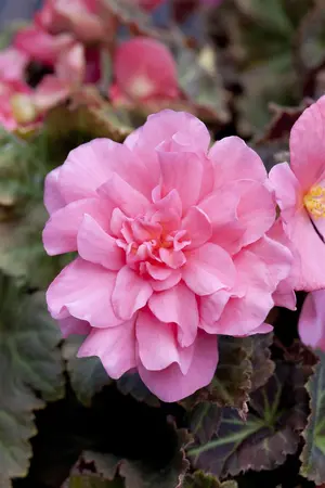 BEGONIA NON STOP MOCHA 6*9cm - image 2