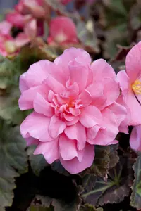 BEGONIA NON STOP MOCHA 6*9cm - image 2