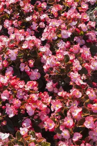 BEGONIA SEMP 6 Pk - image 5