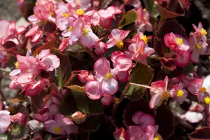 BEGONIA SEMP