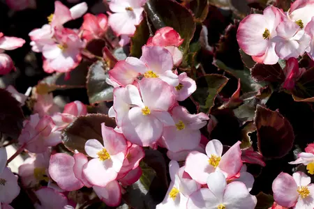 BEGONIA SEMP 6 Pk - image 3