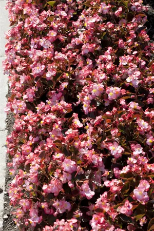 BEGONIA SEMP. MIXED 6 pack - image 2