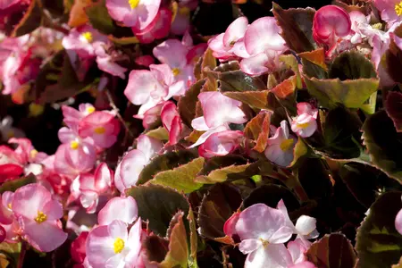 BEGONIA SEMP. MIXED 6 pack - image 4
