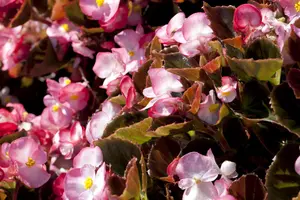 BEGONIA SEMP. MIXED 6 pack - image 4