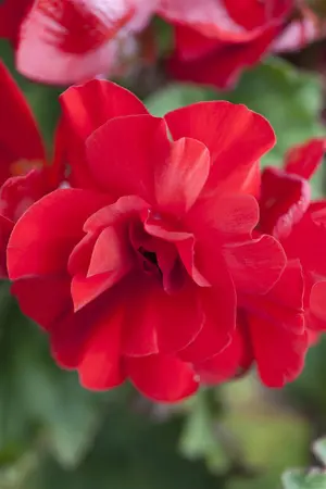 BEGONIA TUBEROUS MIXED maxi 6 pack - image 2