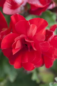 BEGONIA TUBEROUS MIXED maxi 6 pack - image 2