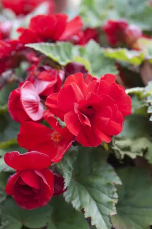 BEGONIA TUBEROUS MIXED maxi 6 pack - image 3