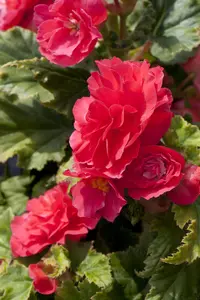 BEGONIA TUBEROUS MIXED maxi 6 pack - image 4