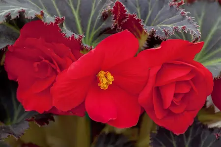 BEGONIA TUBEROUS MIXED maxi 6 pack - image 1