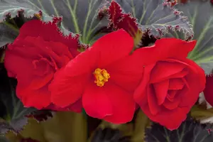 BEGONIA TUBEROUS MIXED