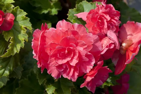 BEGONIA TUBEROUS MIXED maxi 6 pack - image 5