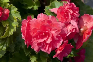 BEGONIA TUBEROUS MIXED maxi 6 pack - image 5