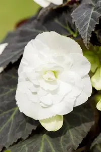 BEGONIA TUBEROUS WHITE maxi 6 pack - image 2