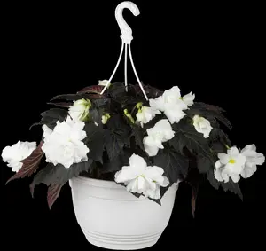 BEGONIA TUBEROUS WHITE