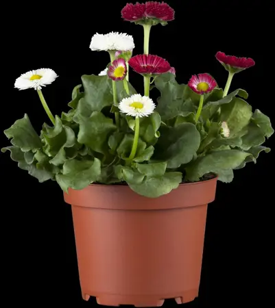 Bellis perennis mix - P9 - image 2