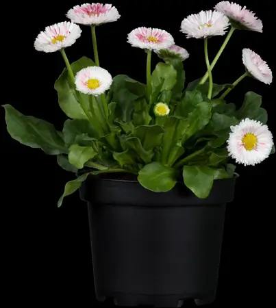 Bellis perennis mix - P9 - image 1